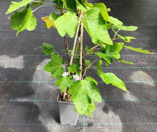 Grosella blanca, Ribes Rubrum "White"