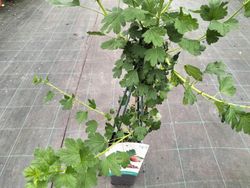 Grosello espinoso rojo Hinnonmaki red, uva espina