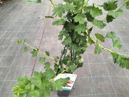 Grosello espinoso rojo Hinnonmaki red, uva espina