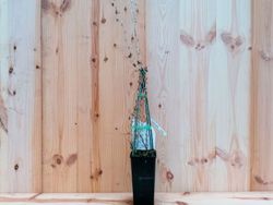 Grosello espinoso rojo Hinnonmaki red, uva espina