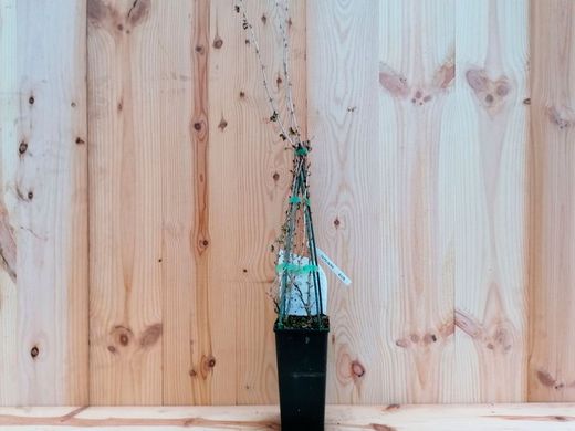 Grosello espinoso rojo Hinnonmaki red, uva espina