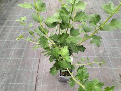 Grosello espinoso rojo Hinnonmaki red, uva espina