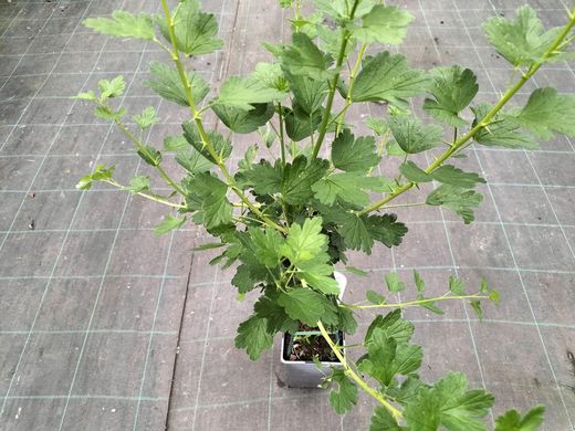 Grosello espinoso rojo Hinnonmaki red, uva espina