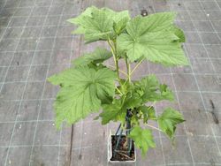 Groselha, groselha, Ribes nigrum «Titania»