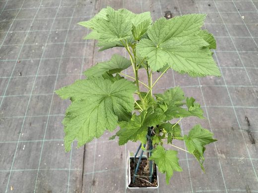 Groselha, groselha, Ribes nigrum «Titania»