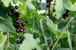 Groselha, groselha, Ribes nigrum «Titania»