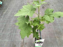 Groselha, groselha, Ribes nigrum «Titania»