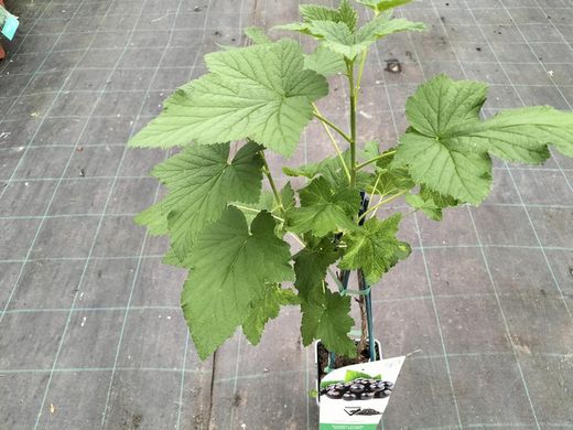 Groselha, groselha, Ribes nigrum «Titania»