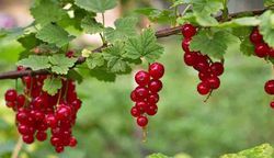 Groselha vermelha 'Jonkheer van tets'. Ribes rubrum