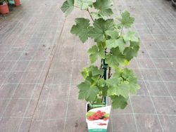 Groselha vermelha 'Jonkheer van tets'. Ribes rubrum