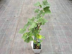 Groselha vermelha 'Jonkheer van tets'. Ribes rubrum