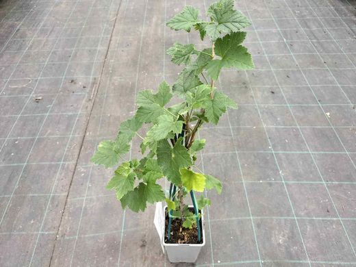 Groselha vermelha 'Jonkheer van tets'. Ribes rubrum