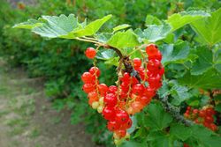 Groselha vermelha 'Jonkheer van tets'. Ribes rubrum
