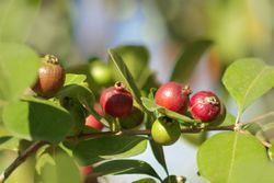 Goyave aux fraises, Psidium cattleianum