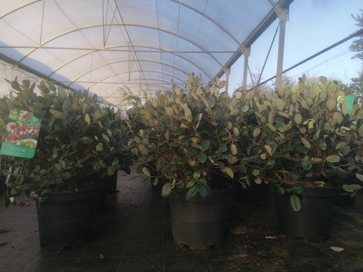 Guayabo del brasil, freixoa, feijoa