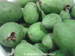 Guayabo del brasil, freixoa, feijoa