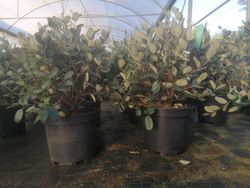 Guayabo del brasil, freixoa, feijoa