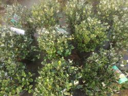 Guayabo del brasil, freixoa, feijoa