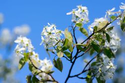 Guillomo, Amelanchier spicata