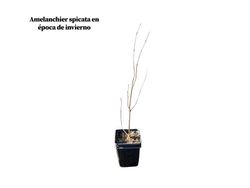 Guillomo, Amelanchier spicata