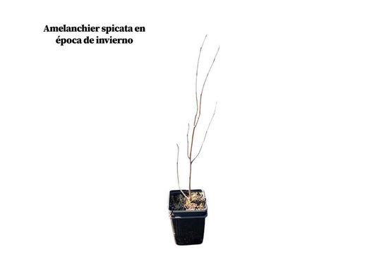 Guillomo, Amelanchier spicata