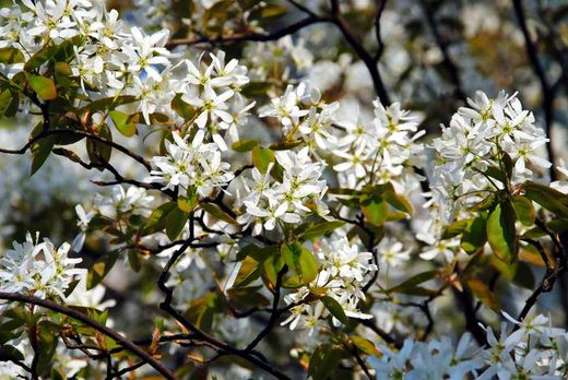 Guillomo nevado, Amelanchier lamarckii