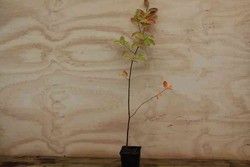 Guillomo nevado, Amelanchier lamarckii