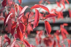 Guillomo nevado, Amelanchier lamarckii