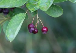 Guillomo nevado, Amelanchier lamarckii