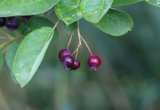 Guillomo nevado, Amelanchier lamarckii