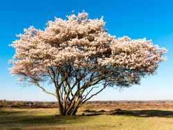 Guillomo nevado, Amelanchier lamarckii