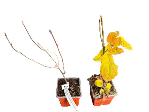 Guillomo nevado, Amelanchier lamarckii