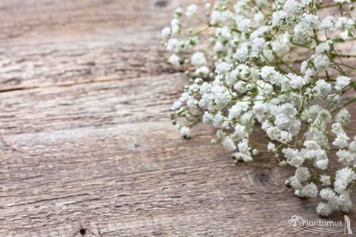 GYPSOPHILA PANICULATA BRISTOL FAIRY