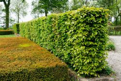 Haya común verde, faia, Fagus sylvatica