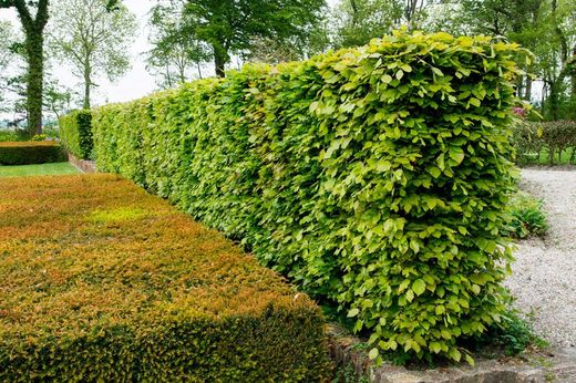 Haya común verde, faia, Fagus sylvatica