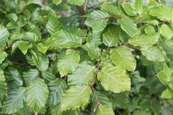 Haya común verde, faia, Fagus sylvatica