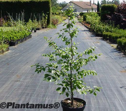 Haya común verde, faia, Fagus sylvatica