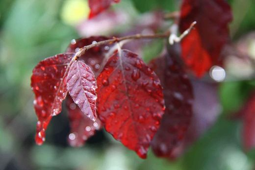 Hêtre rouge, Fagus sylvatica 'Atropunicea'
