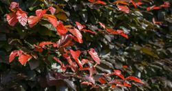 Haya roja, Fagus sylvatica "Atropurpurea"