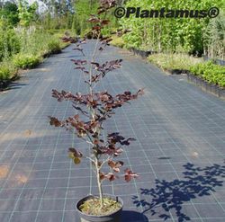 Haya roja, Fagus sylvatica "Atropurpurea"