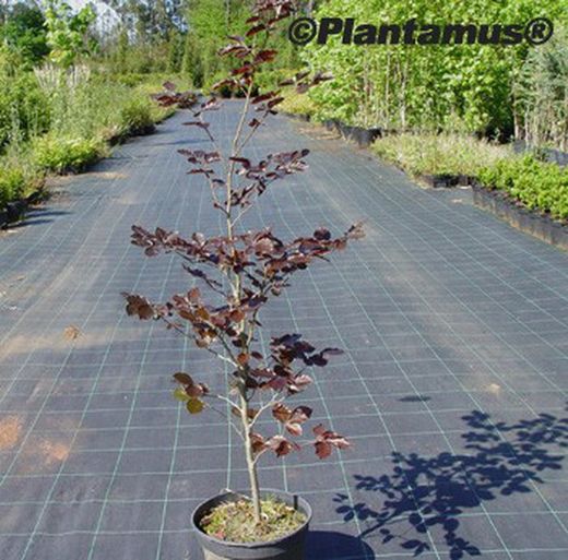 Haya roja, Fagus sylvatica "Atropurpurea"