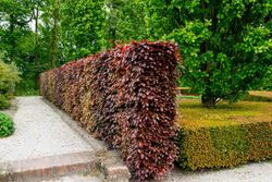 Haya roja, Fagus sylvatica "Atropurpurea"