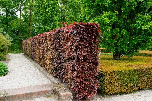 Haya roja, Fagus sylvatica "Atropurpurea"