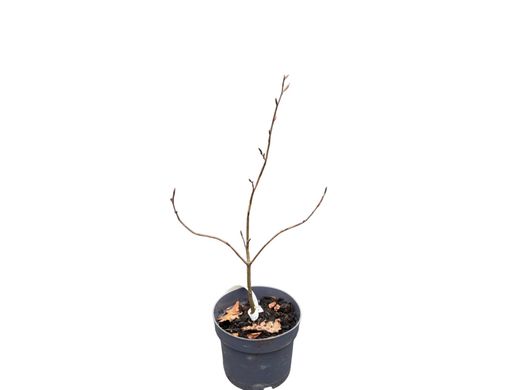 Haya roja, Fagus sylvatica "Atropurpurea"