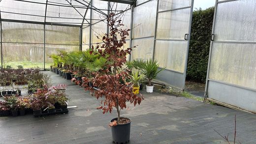 Haya roja, Fagus sylvatica "Atropurpurea"