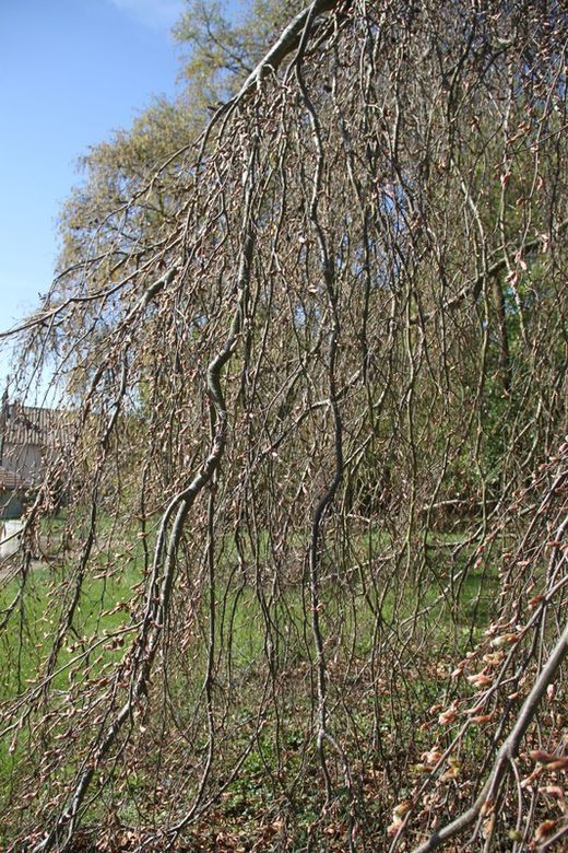 Haya roja llorona, Fagus sylvatica "Atropurpurea pendula"