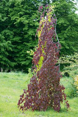 Haya roja llorona, Fagus sylvatica "Atropurpurea pendula"
