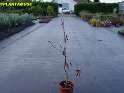 Haya roja llorona, Fagus sylvatica "Atropurpurea pendula"