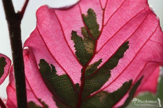 Hêtre tricolore, Fagus sylvatica Tricolor