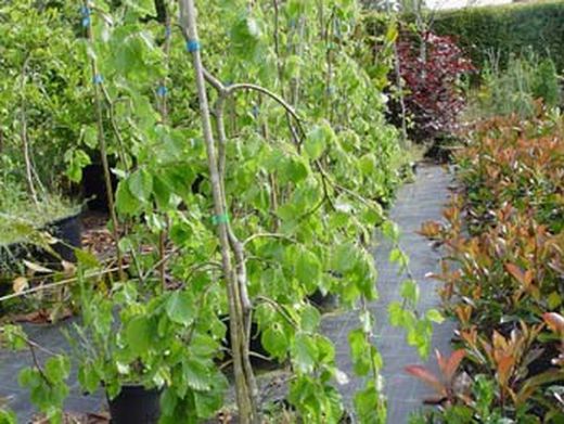 Hêtre vert pleureur, Fagus silvatica 'Pendula'